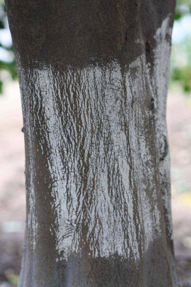                 Bark (Cook, Riverside, CA)       